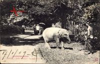 Saigon Cochinchine Vietnam, Jardin botanique, Jeune Toby, Junger Elefant