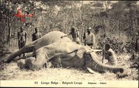 Belgisch Kongo, Erjagter Elefant, Olifant, Afrikaner mit Speeren, Elfenbein