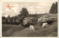 Dermbach im Wartburgkreis, Frühling an der Hirtentränke, Rinder