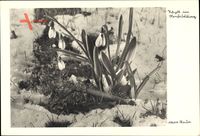 Idyll im Vorfrühling, Blumen, Schnee taut, Max Baur, Baur Karte 804