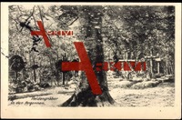 Blick auf Soldatengräber in den Argonnen, Baum