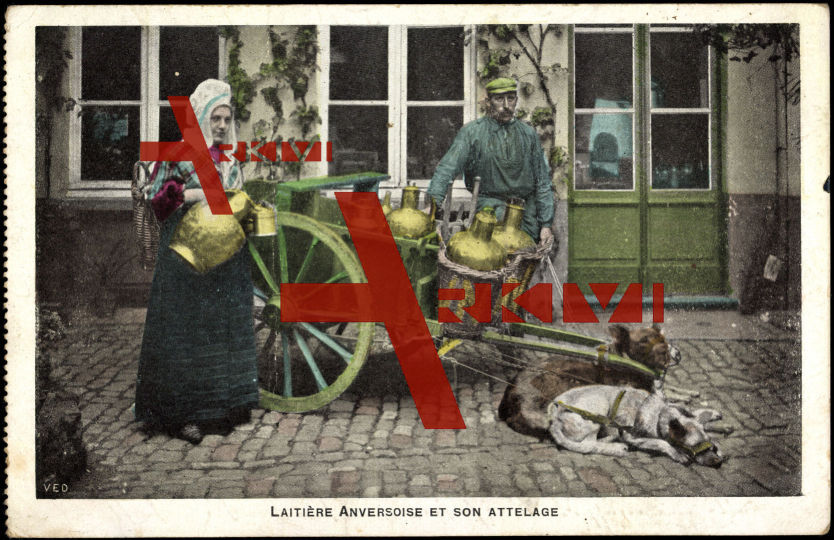 Antwerpen Flandern, Milchverkäufer mit Zughunden