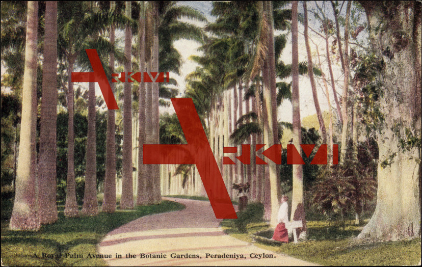 Peradeniya Ceylon, Royal Palm Avenue,Botanic Gardens