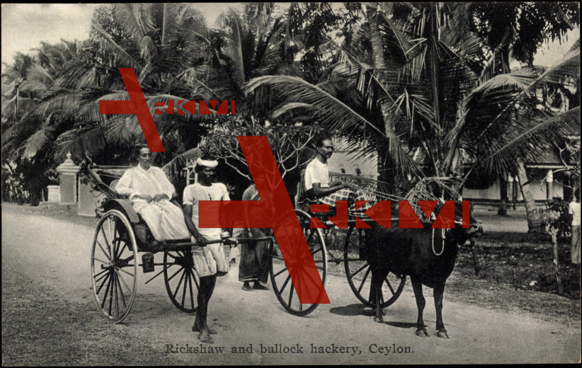 Ceylon, Rickshaw and bullock Hackery, Palms