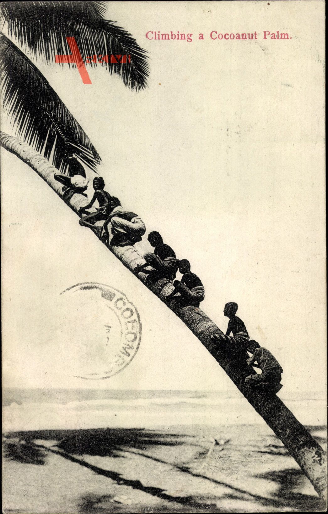 Ceylon Sri Lanka, Climbing a Cocoanut Palm
