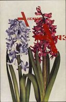 Hyacinthus orientalis Var, Hyazinthe, Blau und Rot