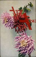 Dahlia variabilis, Edel Dahlien, Rot und rosa