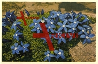 Blumen, Bayrischer Enzian, Felsen, Blaue Blüten