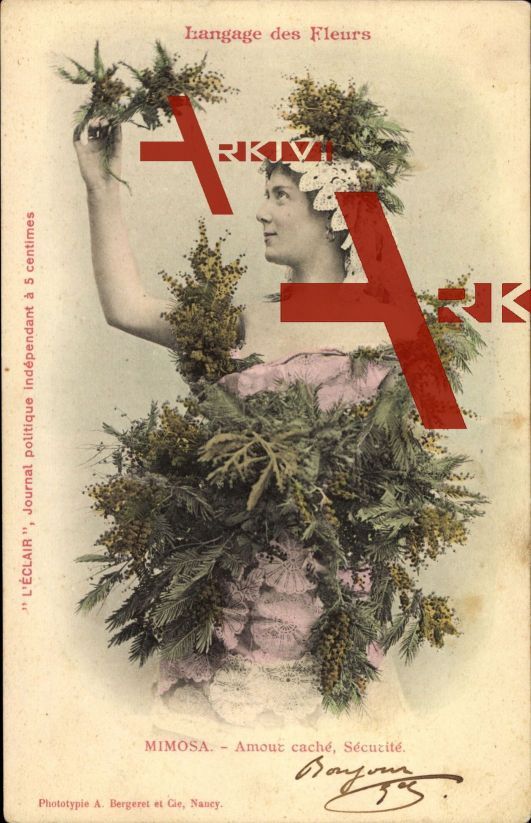 Langage des Fleurs, Mimosa, Amour caché, Sécurité; gelaufen 1903, fleckig, sonst guter Zustand