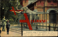 Hamburg Stellingen, Zoologischer Garten, Elefant