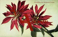Poinsettia, Christmas Flower, Weihnachtsstern, Euphorbia pulcherrima