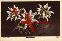 Alpenkönigin Edelweiss, Leontopodium nivale, Blumen, Blüten