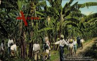 Jamaika, Szene auf eine Bananenplantage, Einheimische bei der Arbeit
