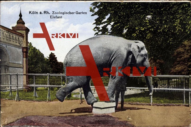Köln am Rhein, Partie im Zoologischen Garten, Elefant auf einem Podest