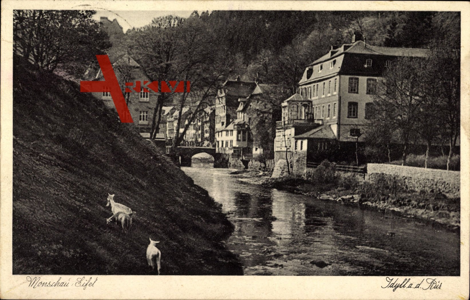 Monschau i.d. Eifel, Kanalpartie mit Blick auf die Ortschaft, Ziegen