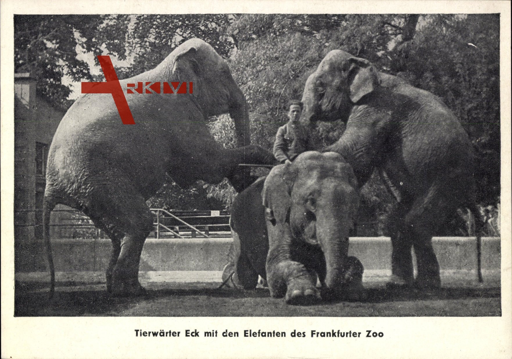 Frankfurt Main, Zoologischer Garten, Tierwärter Eck, Elefanten