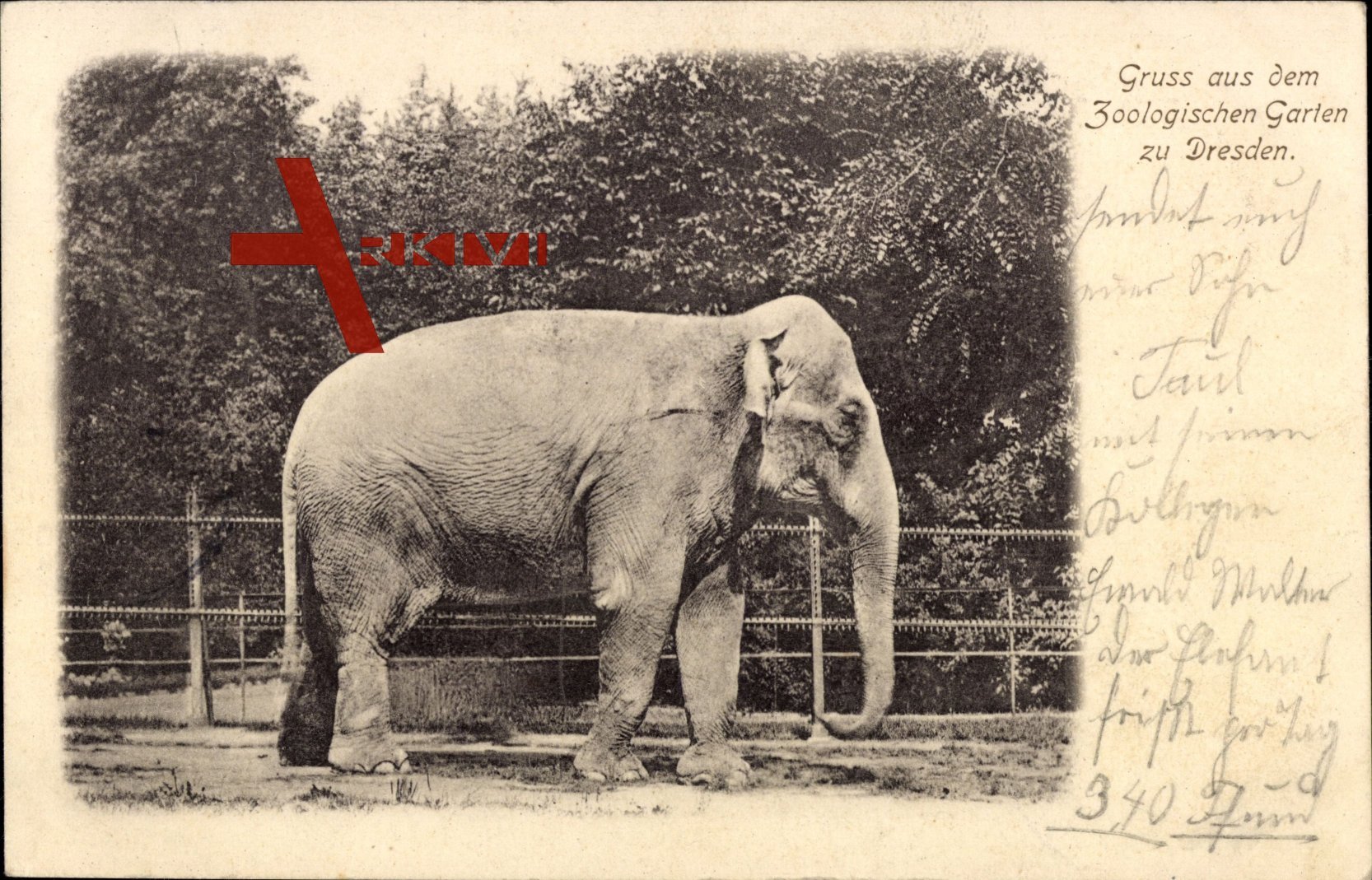 Dresden, Zoologischer Garten, Elefant im Gehege