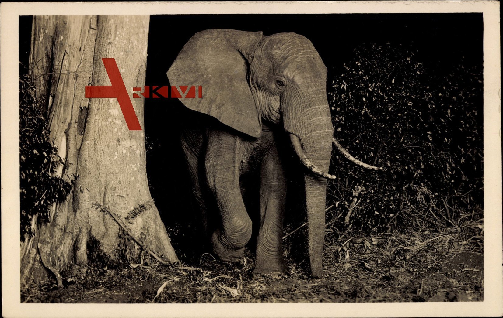 Elefant tritt aus dem Gebüsch, Afrika, Stoßzähne, Rüssel, Ohren