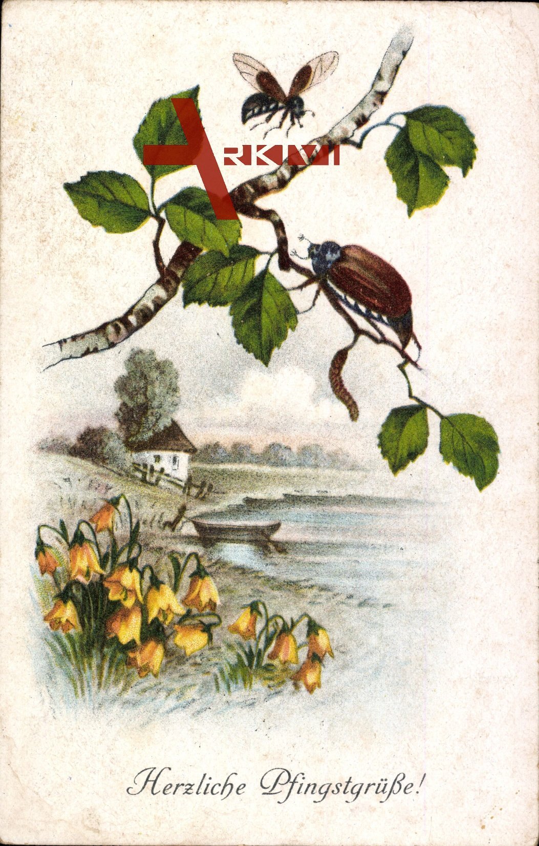 Glückwunsch Pfingsten, Maikäfer auf einem Birkenast, Frühling