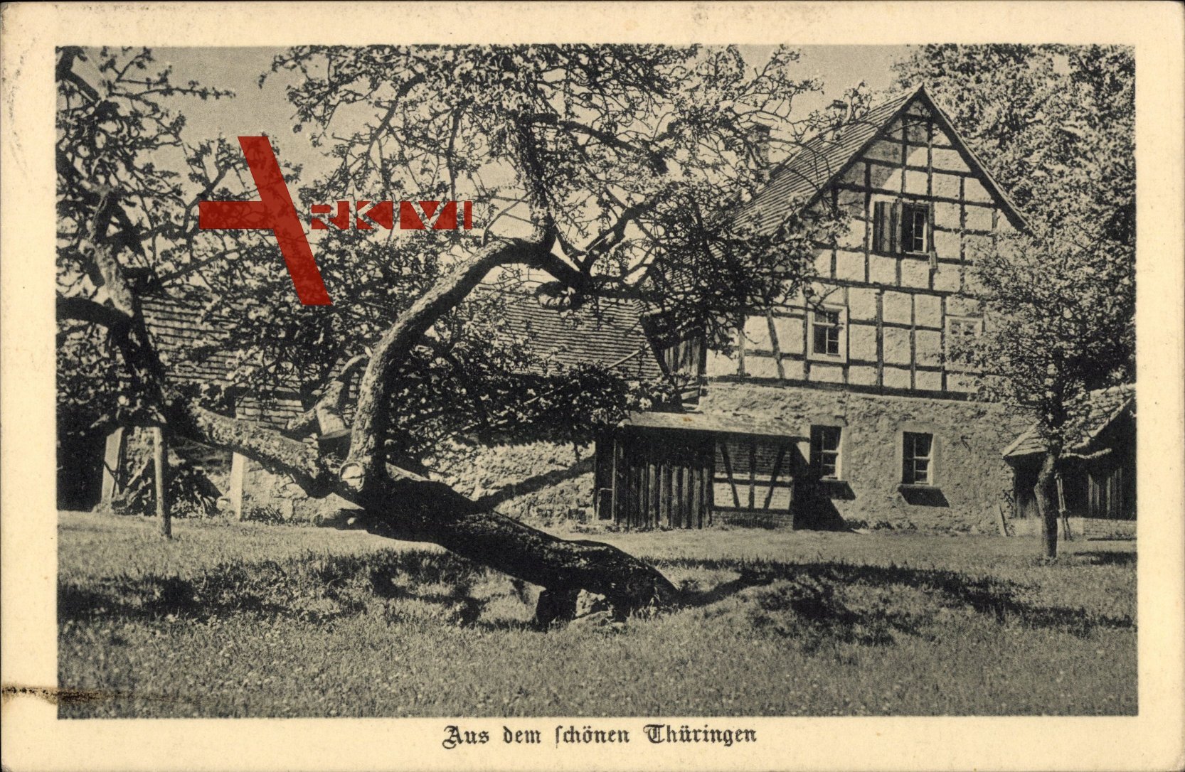 Meiningen Thüringen, Fachwerkhaus, Alter Baum, Frühling