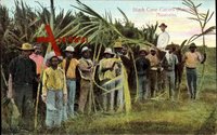 Kanakas Australien, Black Cane Cutters, Landarbeiter