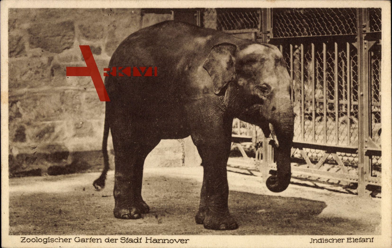 Hannover, Zoologischer Garten, Indischer Elefant im Gehege