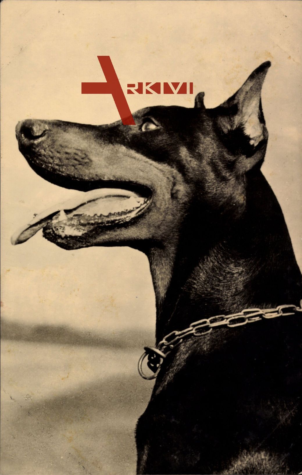 Dobermann, Rassehund, Hundeportrait, Profil von links