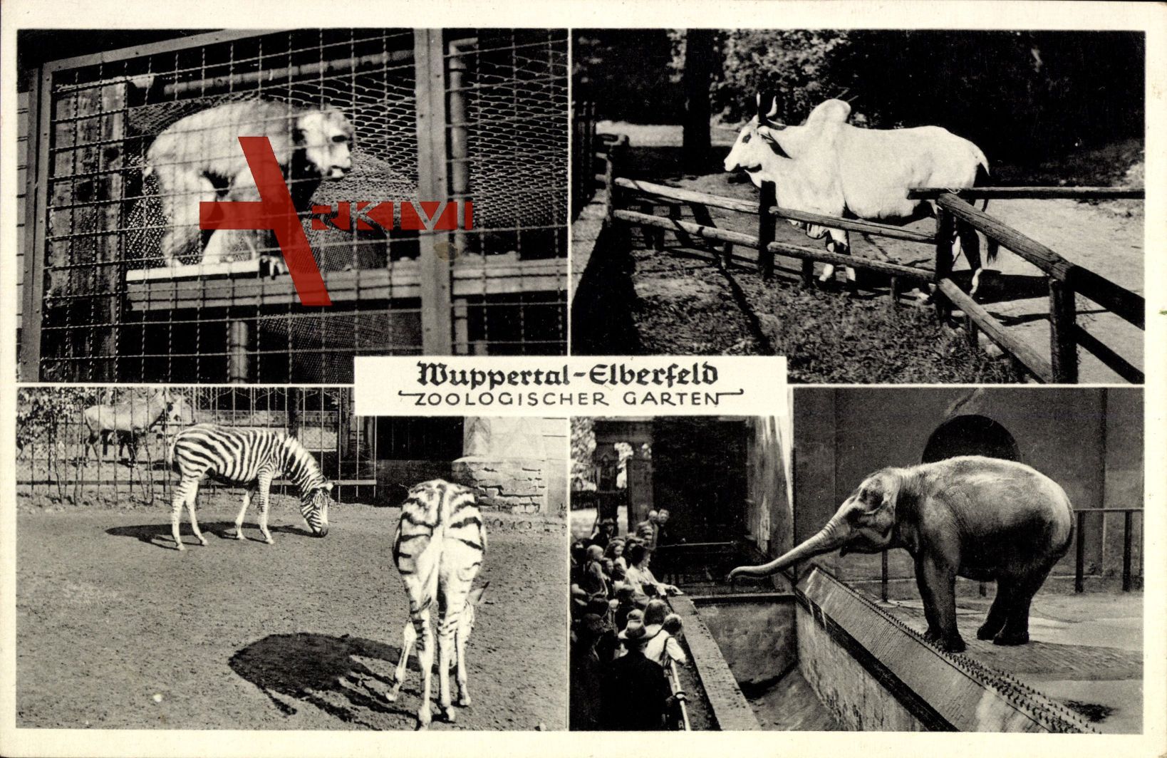 Wuppertal Elberfeld, Zoologischer Garten, Affe, Wasserbüffel, Zebra, Elefant