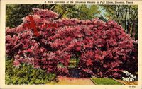 Houston Texas, A Rare Specimen of the Gorgeous Azalea in Full Bloom