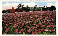 Kalifornien USA, A Field of Poinsettias, Euphorbia pulcherrima