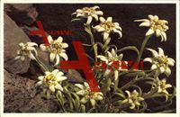 Leontopodium alpinum, Edelweiß, Weiße Bergblüte