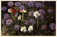 Globularia cordifolia, Herzblätterige Kugelblume, Bergblüten