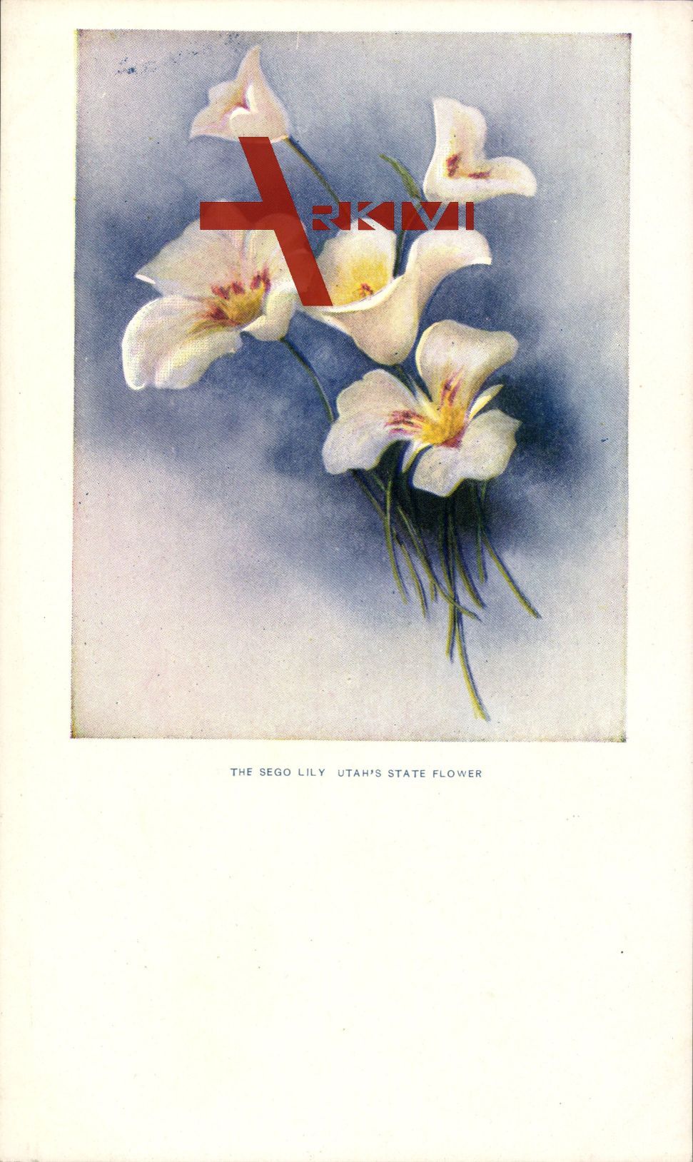 The Sego Lily, Utah's State Flower, Weiße Lilien