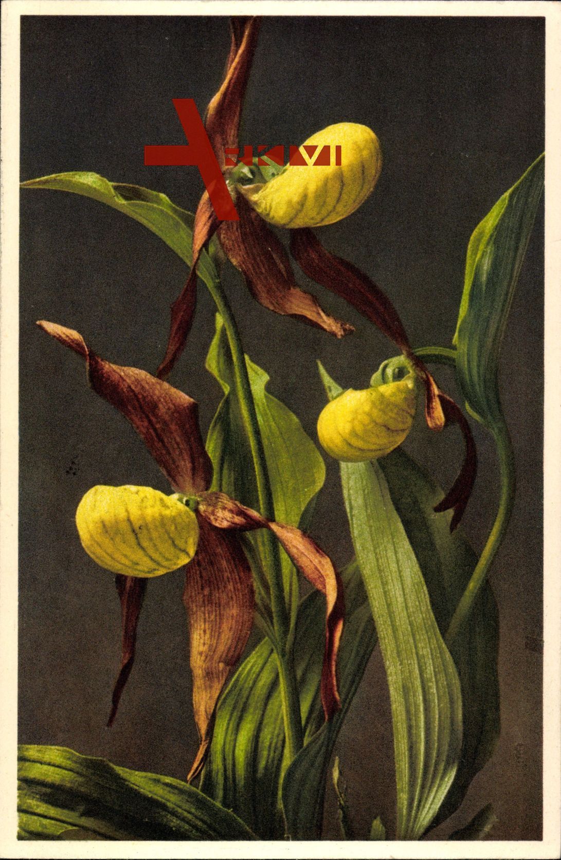 Ansicht der Frauenschuh Pflanze, Cypripedium calcéolus