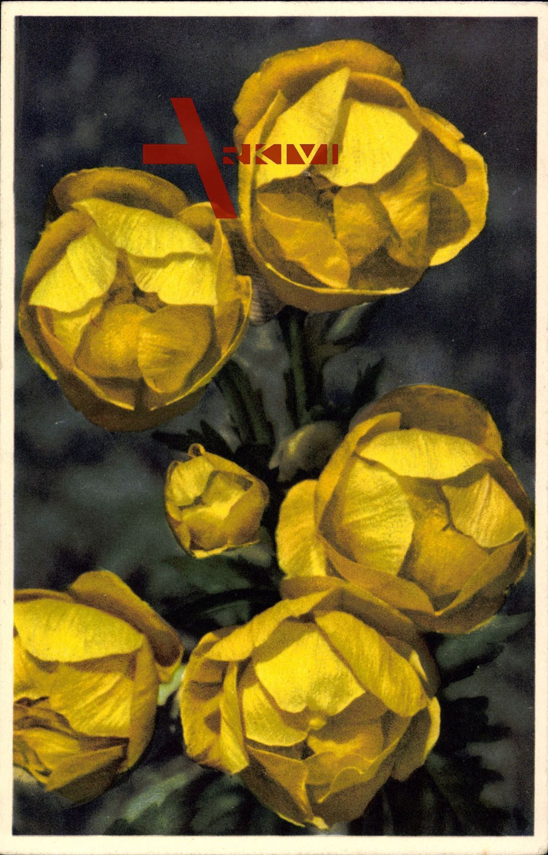 Trollblume, Trollius europaeus, gelbe Blüten