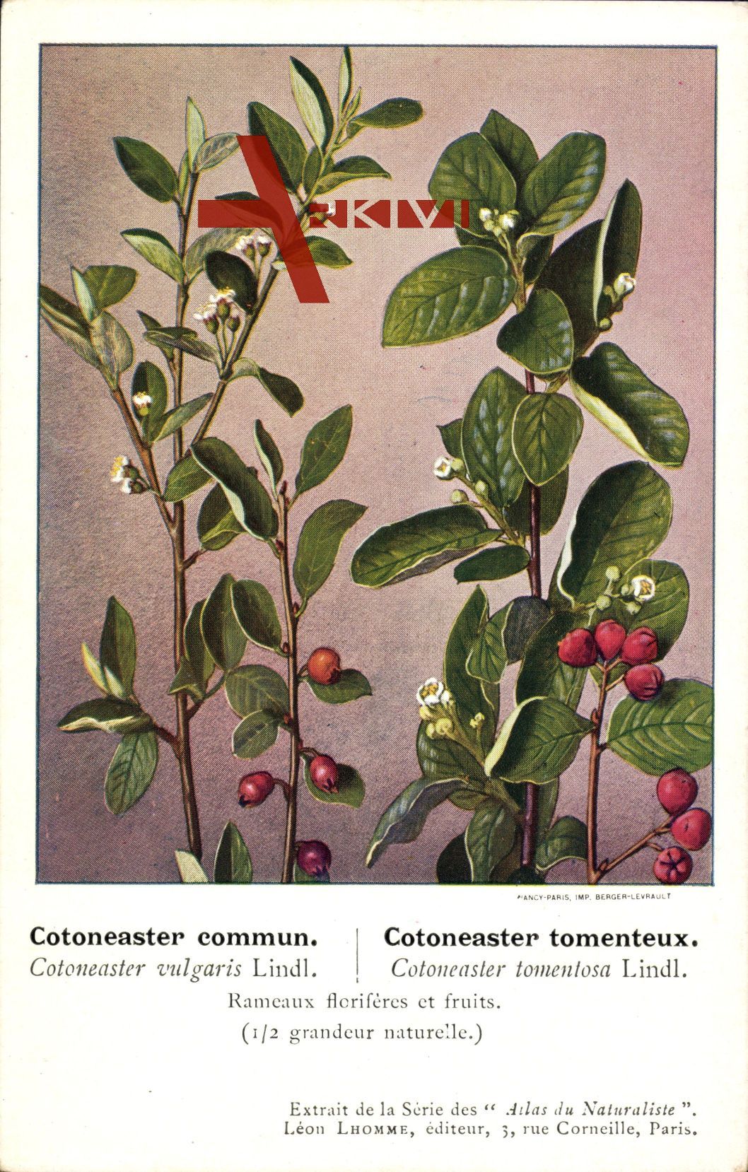 Cotoneaster commun, Cotoneaster tomenteux, Beeren