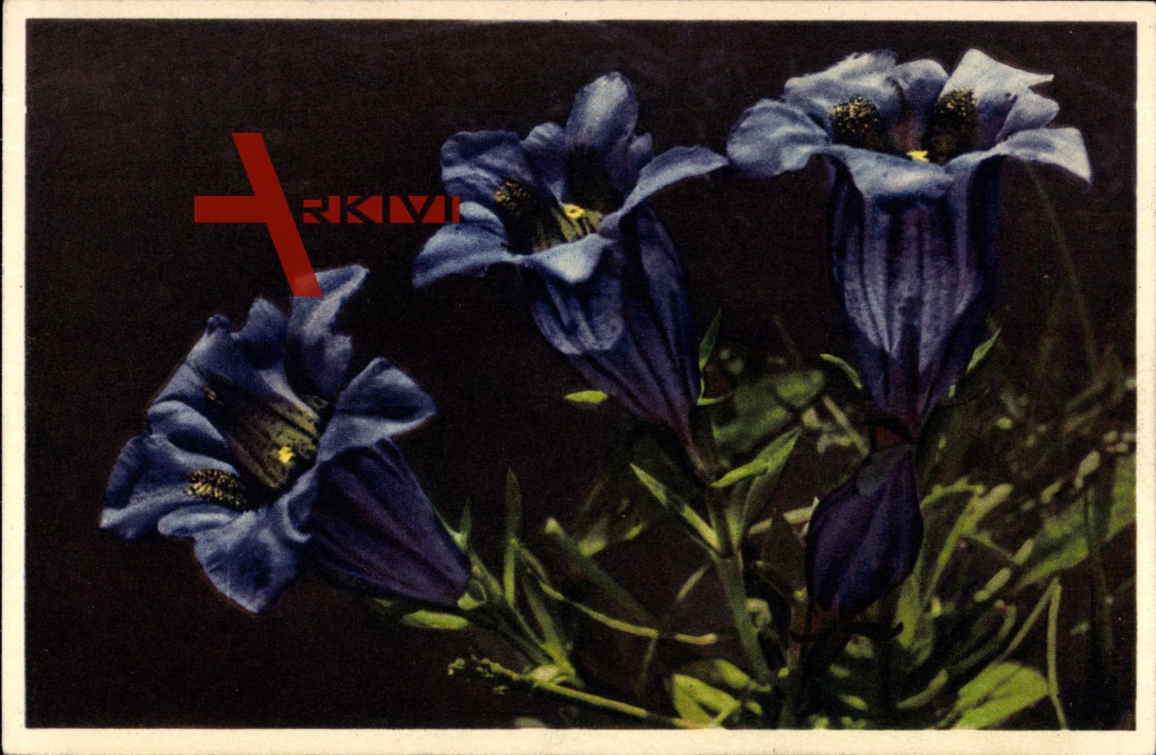 Stengelloser Enzian, Genfiana acaúlis, lila Blüten
