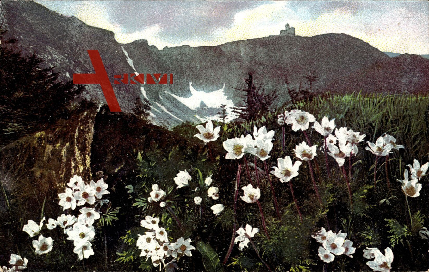 Riesengebirge, Blumenwelt, Pulsatilla alpina und Anemone narcissiflora