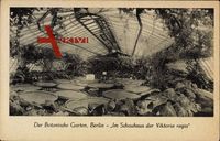 Berlin Steglitz, Der Botanische Garten, Im Schauhaus der Viktoria regia