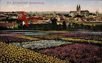 Quedlinburg Harz, Die Blumenstadt, Blick übers Blumenfeld auf die Stadt