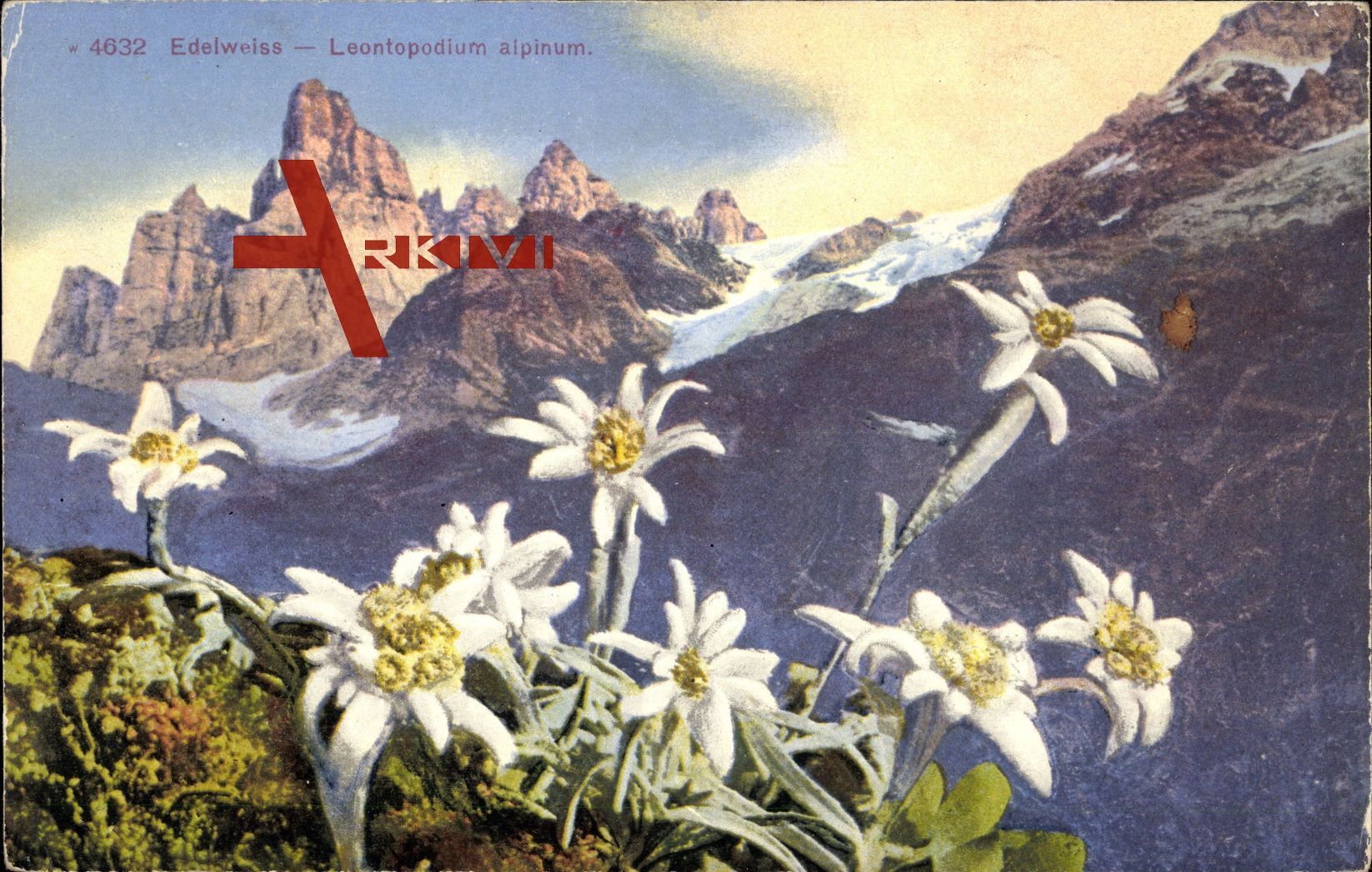 Edelweiß, Leonpodium alpinum, Berggewächs, Weiße Blüten
