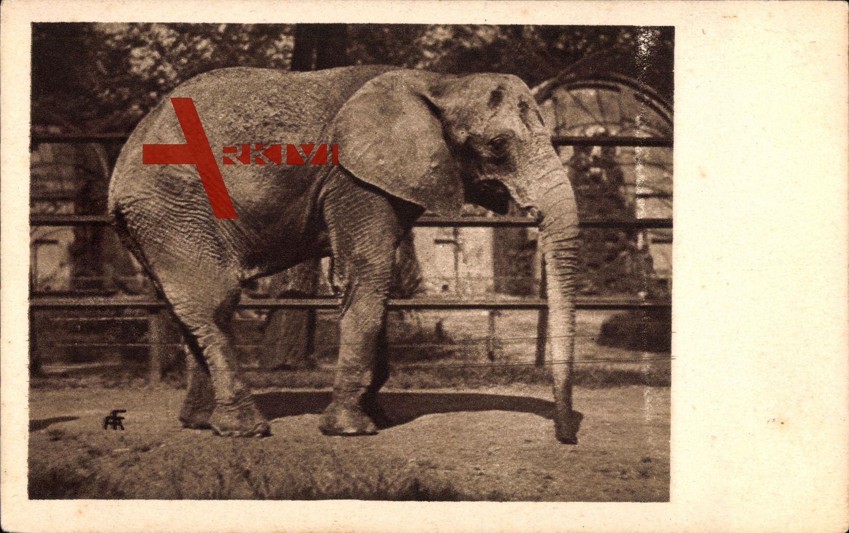 Frankfurt Main, Zoologischer Garten, Afrikanischer Elefant Bachita