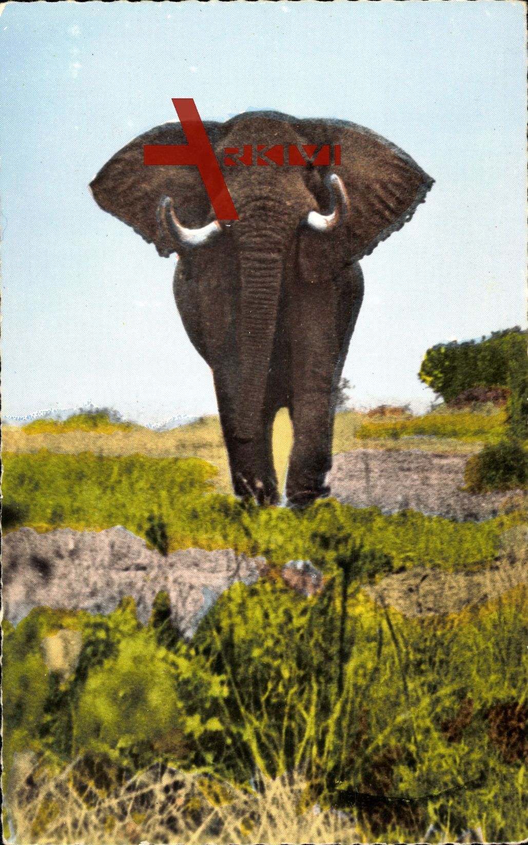 Faune Africaine, Eléphant prêt à charger, Afrikanischer Elefant