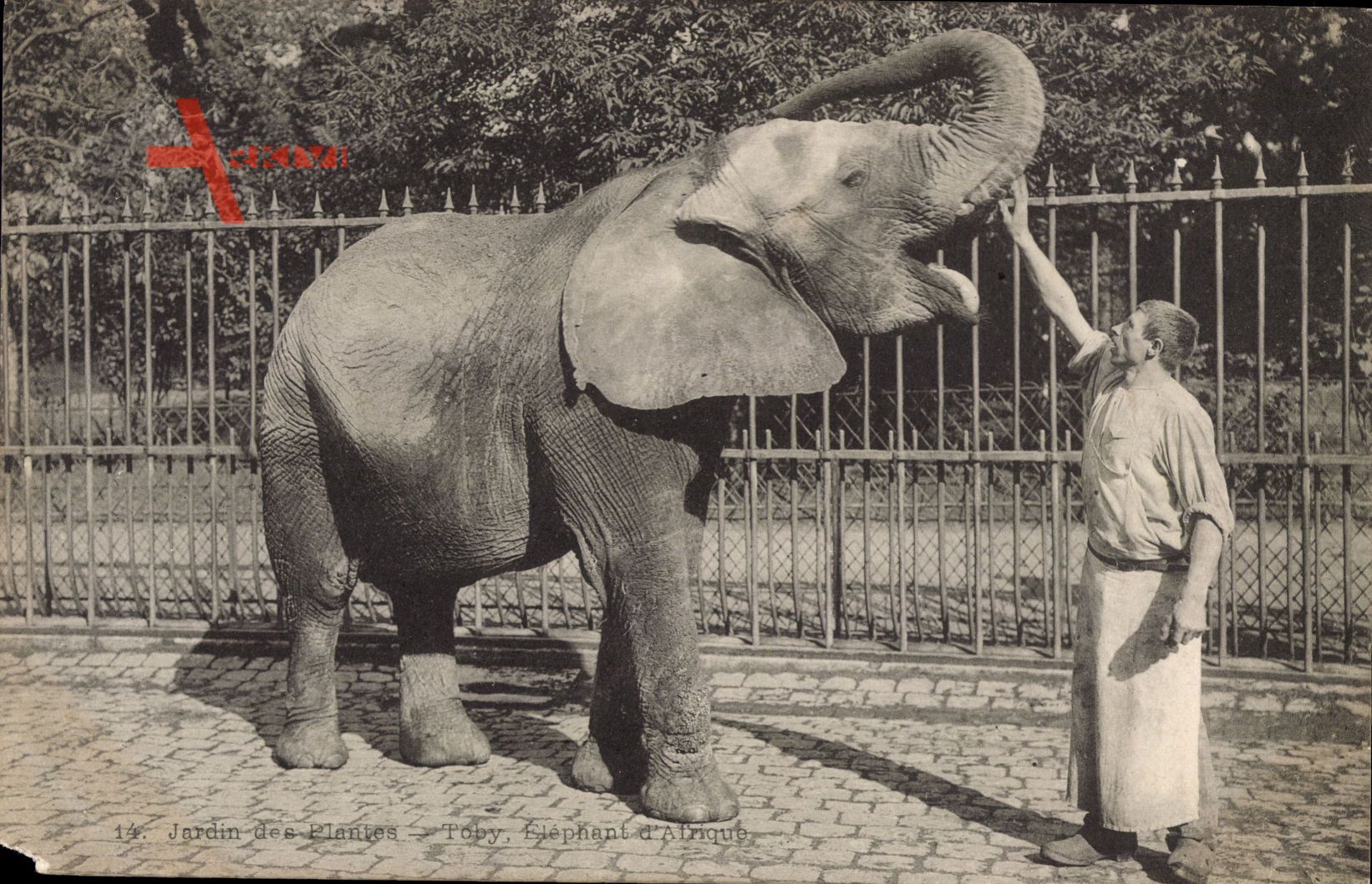 Jardin des Plantes, Toby, Eléphant d'Afrique, Afrikanischer Elefant