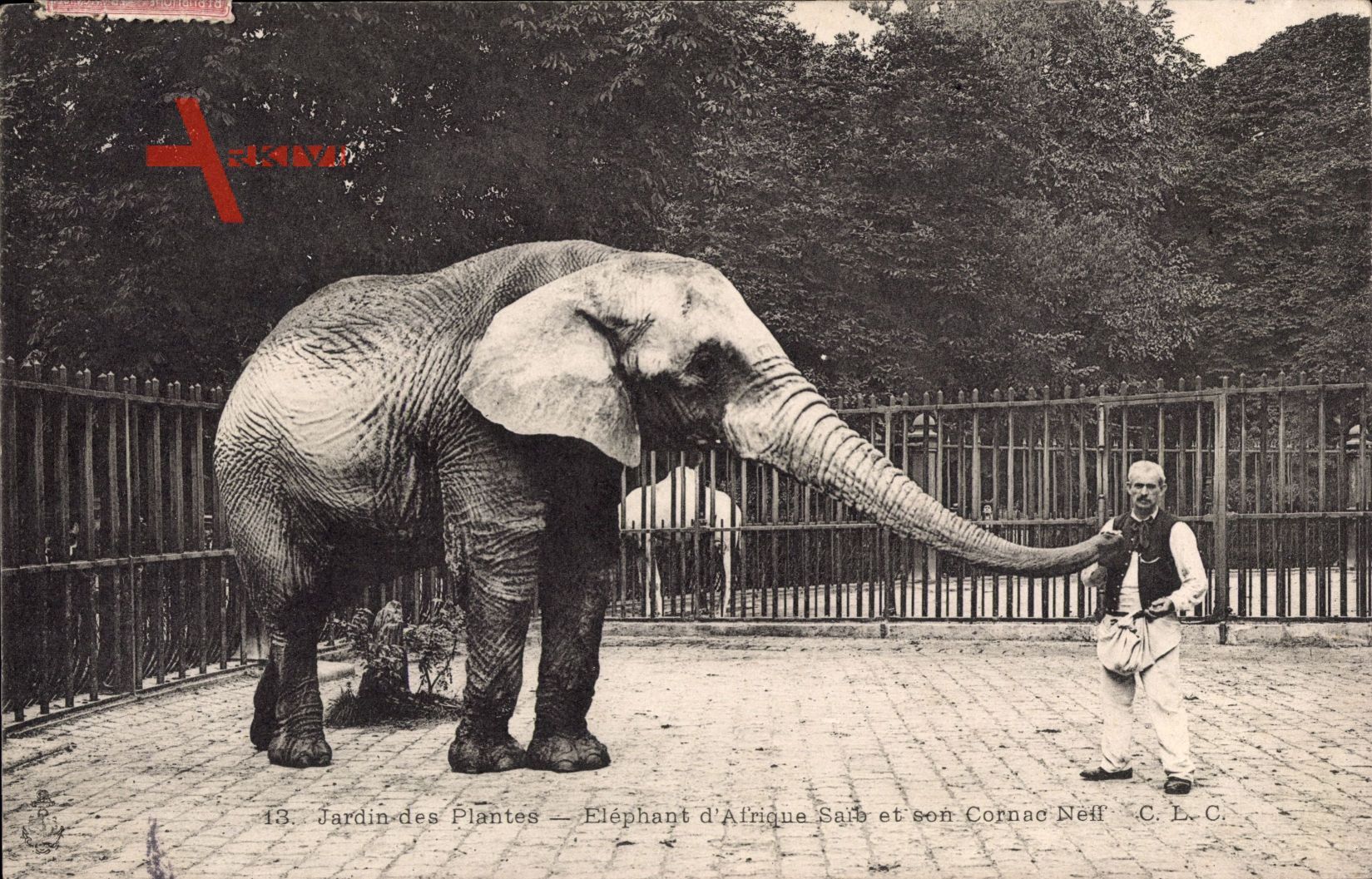 Jardin des Plantes, Eléphant d'Afrique Saib et son Cornac Neff, Elefant