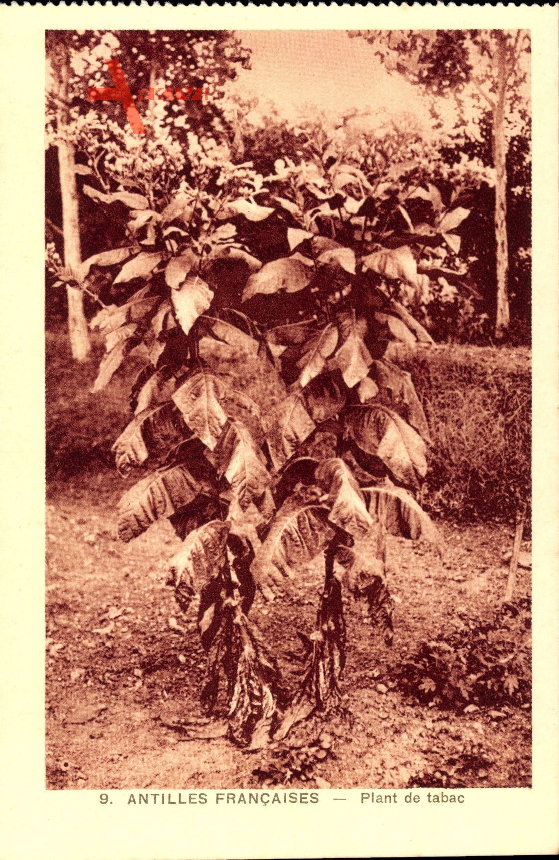 Antilles Francaises, Plant de Tabac, Tabakpflanze