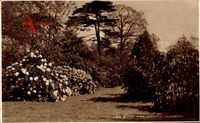 London City, View of Kew Gardens, Rhododendronbüsche, Judges LTD. L369