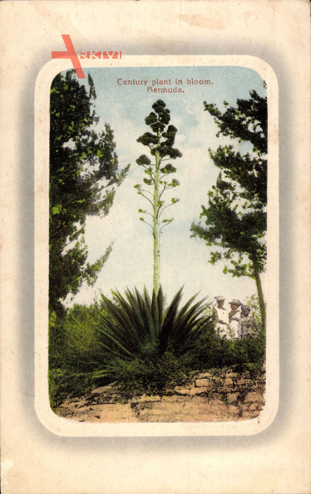 Bermuda, Century plant in bloom, Jahrhundertpflanze, Agavoideae
