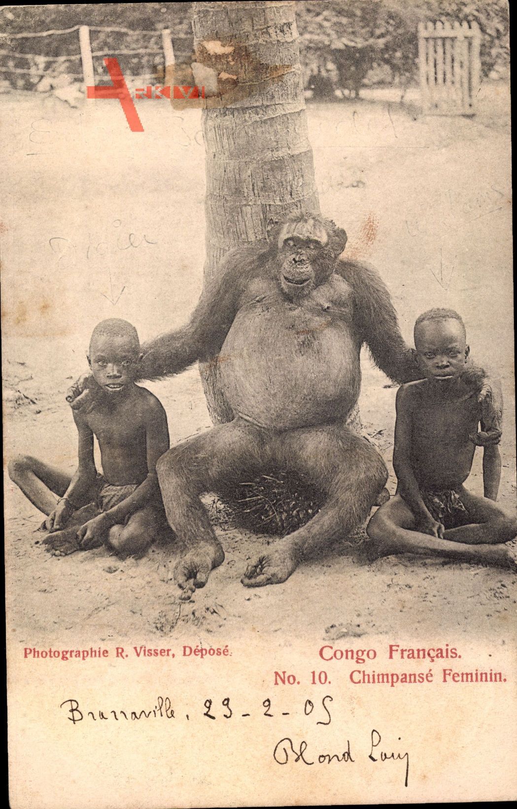 Französisch Kongo, Chimpansé Feminin, Schimpanse, Afrikaner
