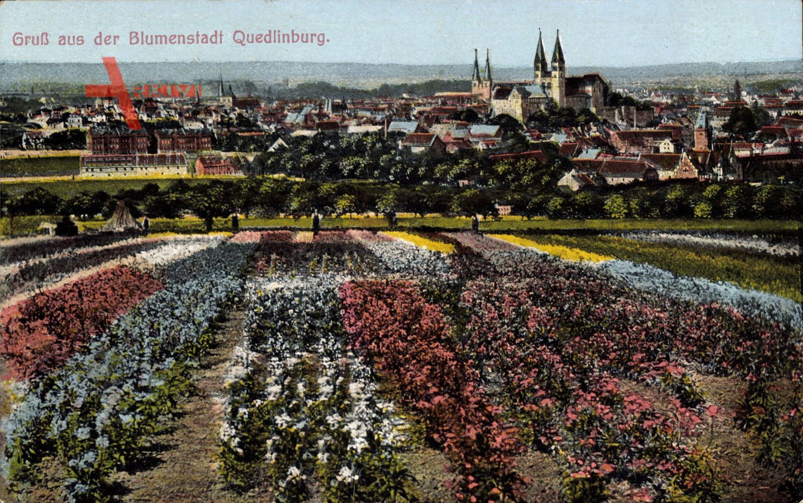 Quedlinburg, Blumenstadt, Blumenfelder, Glockentürme, Stadtpanorama